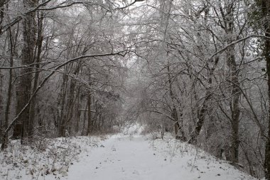 Caddeyi kar düşmüş dalları snowed ormanı 