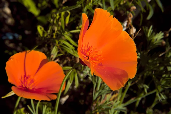 Due Fiori Escholzia Rossi Aperti Con Stami Pestello — Foto Stock