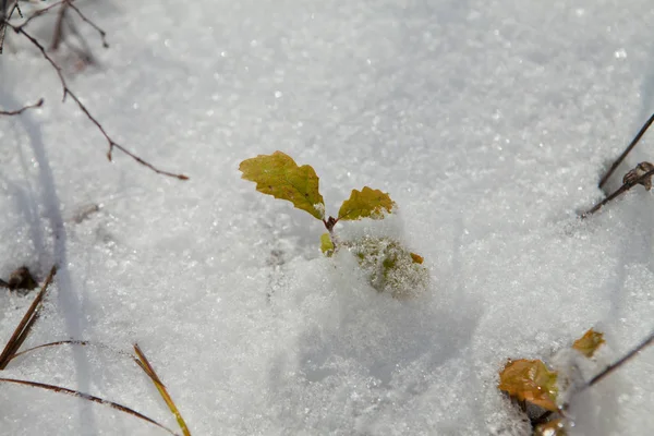 在雪地里有黄色和绿色叶子的小橡树幼苗 — 图库照片