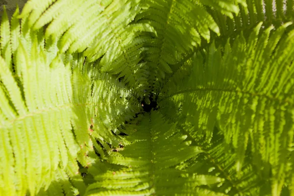 Feuilles Fougère Cône Profond Centre Avec Petit Germe Centre — Photo