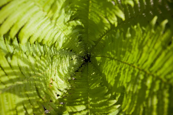 シダの葉コーン中心で小さな芽で 中央に深い — ストック写真