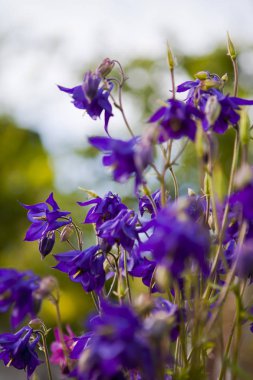 Menekşe aquilegia çiçekler bir yumuşak yeşil ve yarım bulutlu gökyüzü arka plan üzerinde