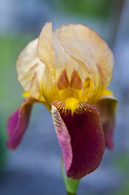 Portre sarı ve menekşe Iris çiçeği yumuşak renkli bir arka plan üzerinde açılan