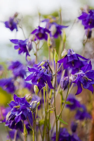 Violeta Flores Aquilegia Sobre Suave Fondo Cielo Verde Medio Nublado — Foto de Stock