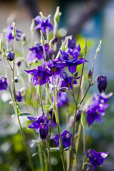 Violet Aquilegia Flowers Soft Green Half Cloudy Sky Background — Stock Photo, Image