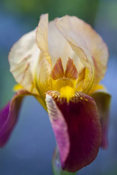 Άνοιξε Closeup Κίτρινο Και Μοβ Λουλούδι Ίρις Μαλακό Έγχρωμο Φόντο — Φωτογραφία Αρχείου