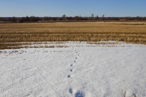 footsteps on a snowed field retire to a withered stubble