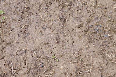 ıslak kil toprak solmuş çim Bıçaklar ile kapatmak