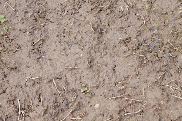 Close Van Natte Kleigrond Met Verdorde Gras Bladen — Stockfoto