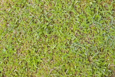 taze genç bahar çimen kaplı yere kadar kapatın 