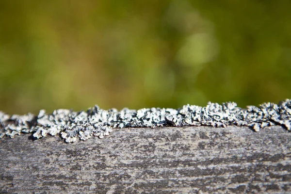 Old grey pine board with moss and lichen