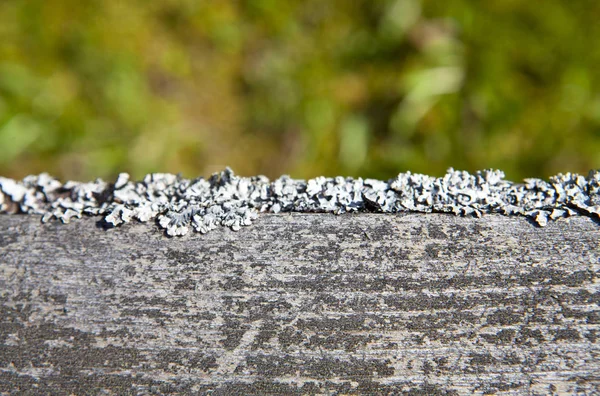 Vieux panneau de pin gris avec mousse et lichen — Photo