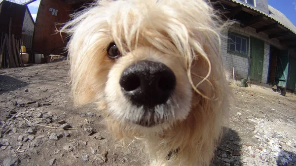 Witte Chinese Crested Dog Stockfoto