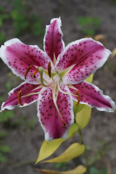 ユリの花の咲く美しい — ストック写真