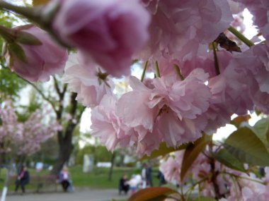 Güzel çiçek açan çiçekler sakura