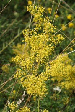 Sarı çiçek güzel bloom