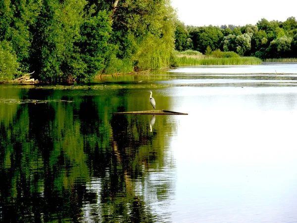Μοναχικό Γερανός Στη Λίμνη — Φωτογραφία Αρχείου