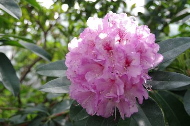 Pembe ormangülü güzel bloom 