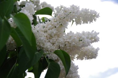 Beyaz Lila çiçek Bahçe