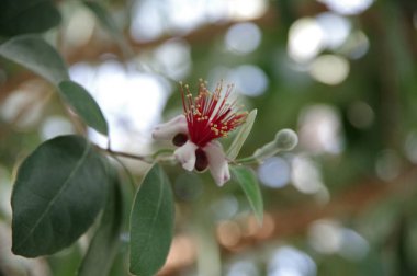 Son derece nazik çiçekli bir sera içinde ağaç