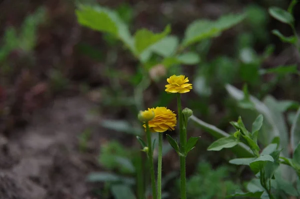 Beautiful Little Yellow Flowers — Stock Photo, Image