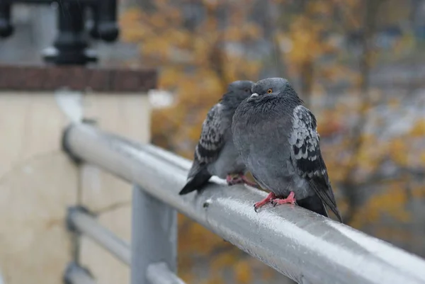 Cute Pair Urban Pigeons — Stock Photo, Image