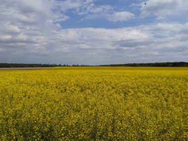 Güzel sarı sonsuz alan