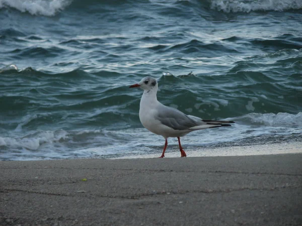 Seagull Strolls Shore — Stock Photo, Image