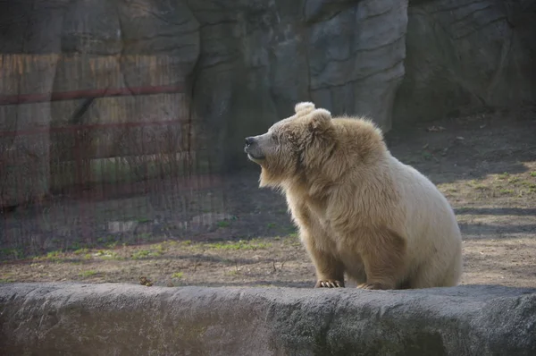 Urso Marrom Sorridente Zoológico Kiev — Fotografia de Stock