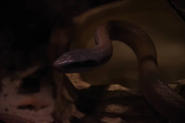 Serpente Nel Terrario Buio — Foto Stock