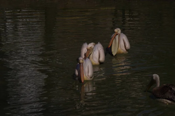 Trois Pélicans Nagent Rang — Photo