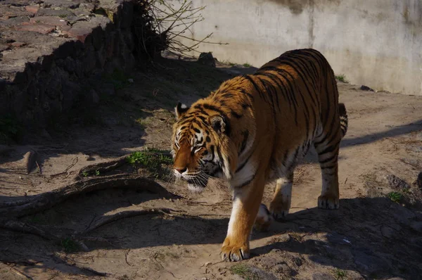 Tigre Selvagem Perigoso — Fotografia de Stock