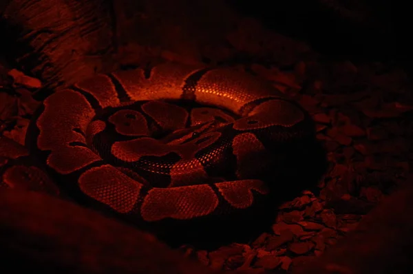 Snake Red Terrarium — Stock Photo, Image