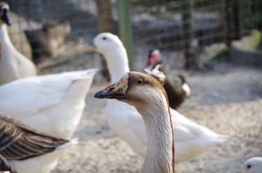 Şirin bir kaz portresi