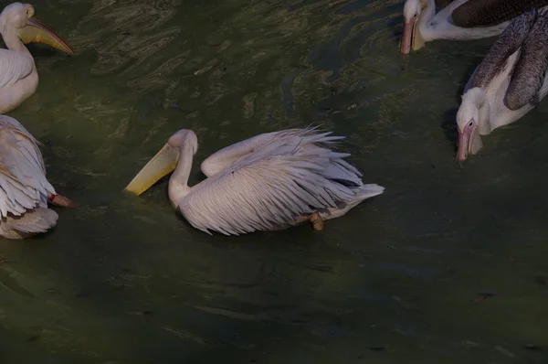 Pelican Chasse Sur Lac — Photo