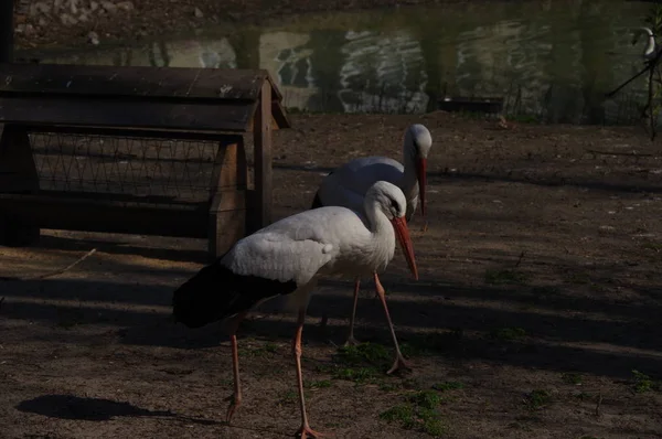 Čápi Zoo — Stock fotografie