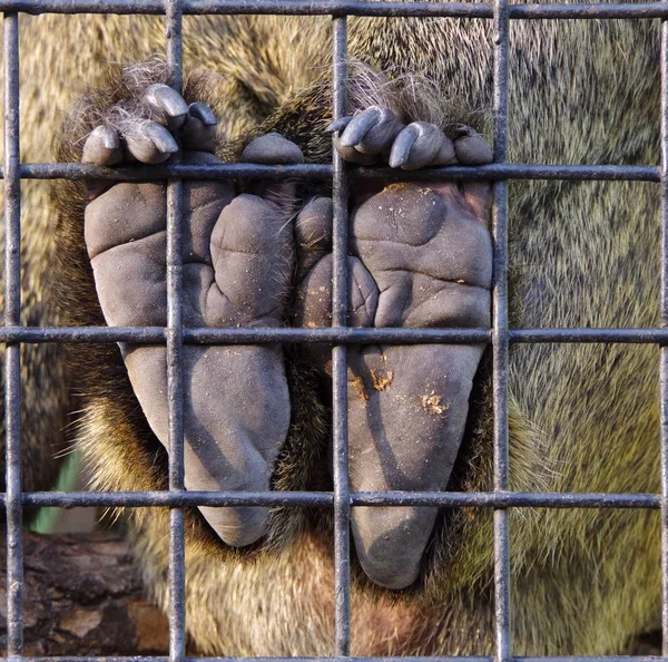 Mono Una Jaula Zoológico Kiev — Foto de Stock