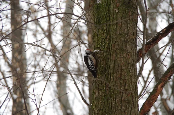 Woodpecker Winter City Park — Stock Photo, Image