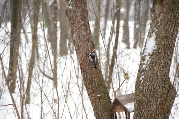 Woodpecker Winter City Park — Stock Photo, Image