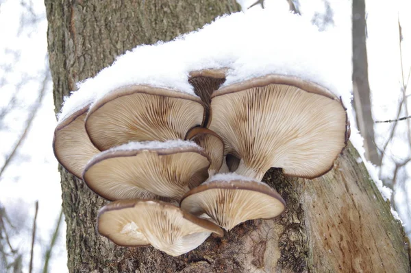 Mushrooms Winter Snow — Stock Photo, Image