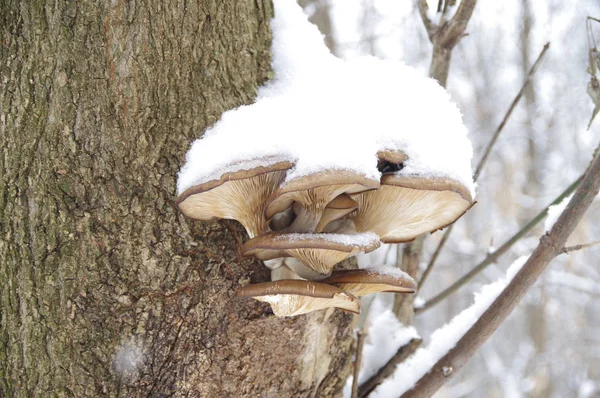 Mushrooms in the winter under the snow