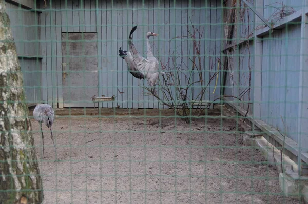 The marriage dances of a crane in captivity.