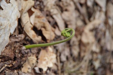 Genç eğrelti otları ormanda filizleniyor.