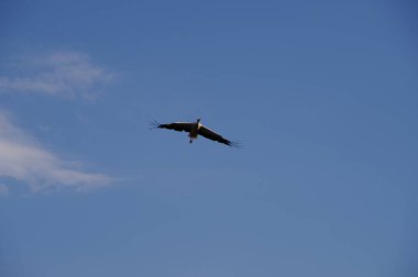 Leylek kuşu gökyüzünde uçuyor