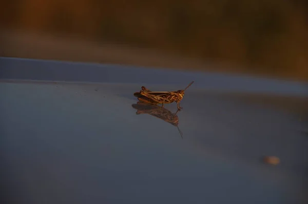 Little Gray Grasshopper Hood Car — Stock Photo, Image