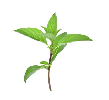 Fesleğen yaprakları beyaz arkaplanda izole.