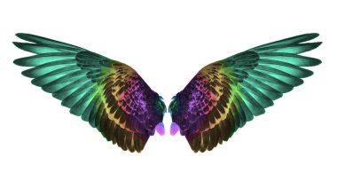 kanat beyaz arkaplanda izole edildi