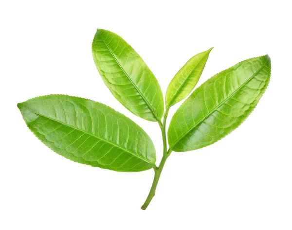 Folha Chá Verde Chá Isolado Fundo Branco — Fotografia de Stock