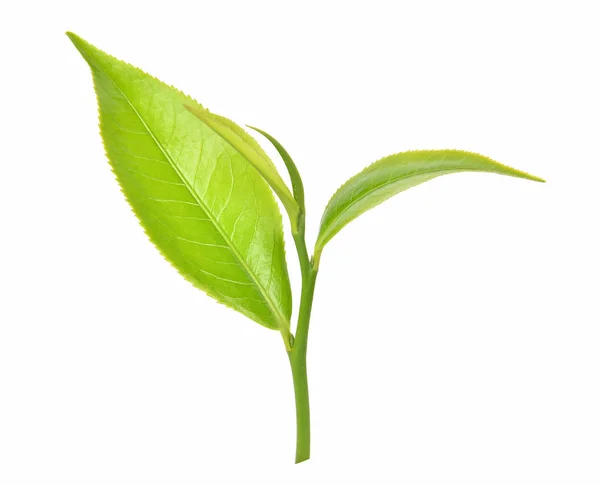 Zielony Liść Herbaty Białym Tle — Zdjęcie stockowe