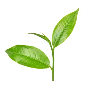 Beyaz arkaplanda yeşil çay yaprağı